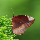 Nymphalidae
