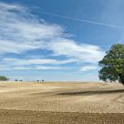 Lonely tree