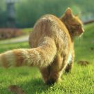 fat cat