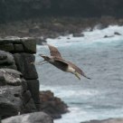 Albatross