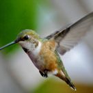Hummingbird