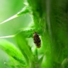 Micro Insect (3mm)