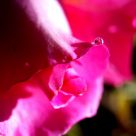 Pink rose