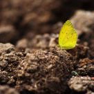 Eurema blanda