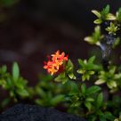 red and gold pentas