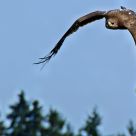 Fly like an eagle