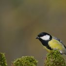 great tit