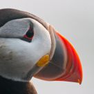 Puffin