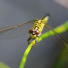 Colorful Dragonfly