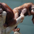 Orangutan