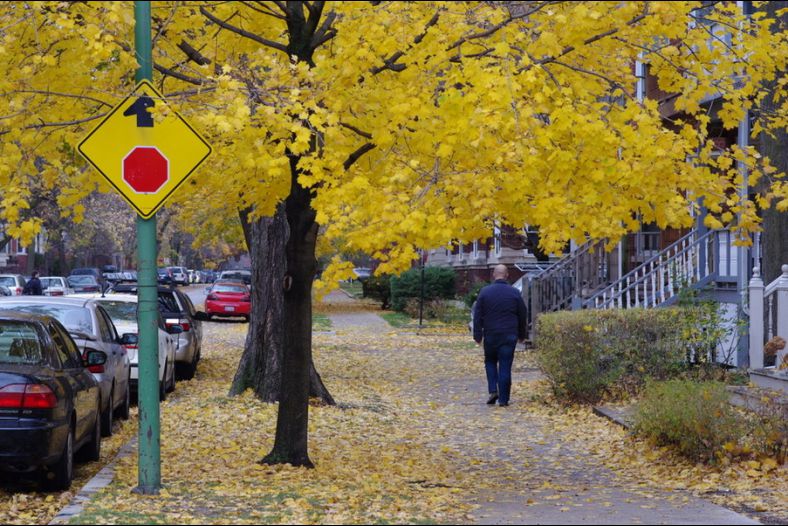 Fall Color