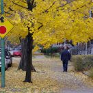 Fall Color
