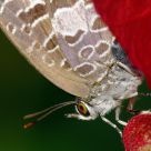Burmese Bush Blue