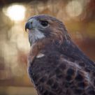 Red-tailed Hawk