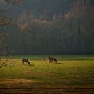 Sunrise in Boxley Valley