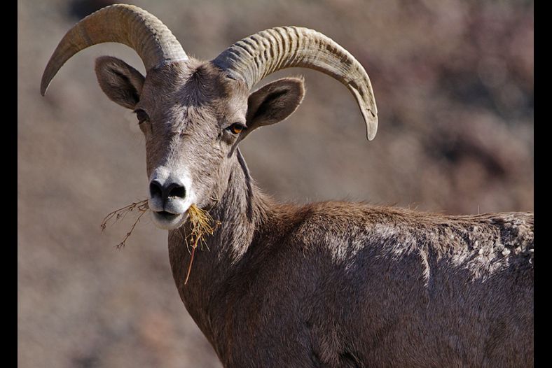 Bighorn Left Tucson, Arizona For Some California Grass