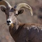 Bighorn Left Tucson, Arizona For Some California Grass