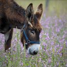 Donkey