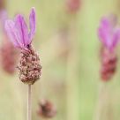 Lavander