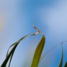 tips of palm fronds