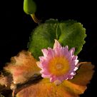 Water Lilly #1