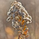 Autumn Light