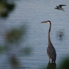Ghostly show on the marsh