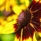 Nice Flower