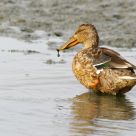 Funny Duck