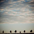 Line up at sun down
