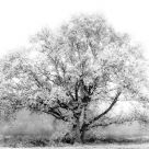Lone Tree