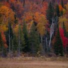Fall Mosaic