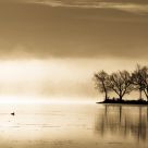 Fog on Scugog