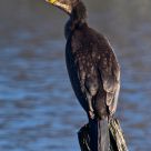 Cormorant