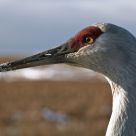 Sandhill Crane