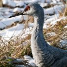 Sandhill Crane