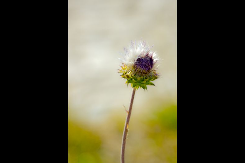 A flower's dream