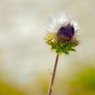 A flower's dream