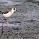 Black-winged Stilt