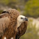 Griffon Vulture