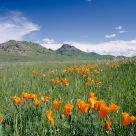Sutter Butte Poppies