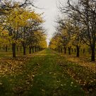 Plum Orchard in Fall