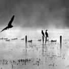 Birds In The Mist