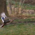 Female Malard in Flight