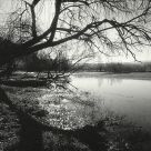 The old tree