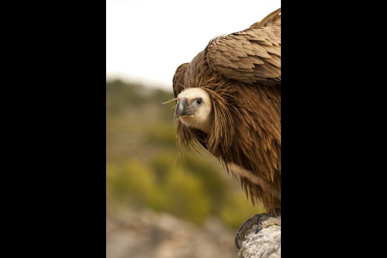 Young Griffon Vulture