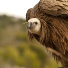 Young Griffon Vulture