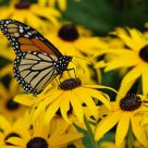 Butterfly on a flower