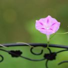 Flower on a metal rail