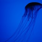 jellyfish flys